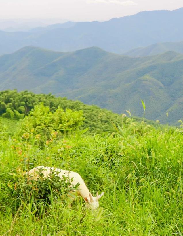 小山俩坐青山绿指什么生肖的全面释义、解释与落实、前沿解答解释落实